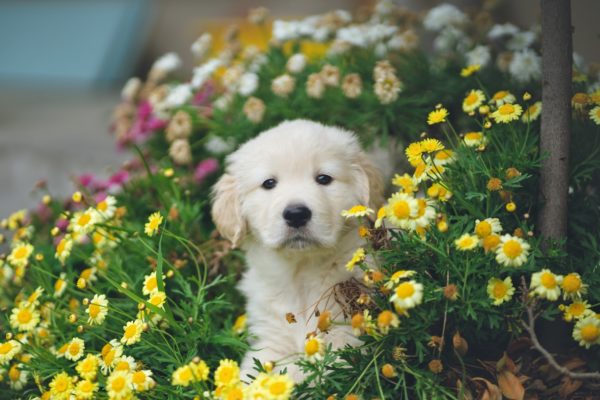 犬と花